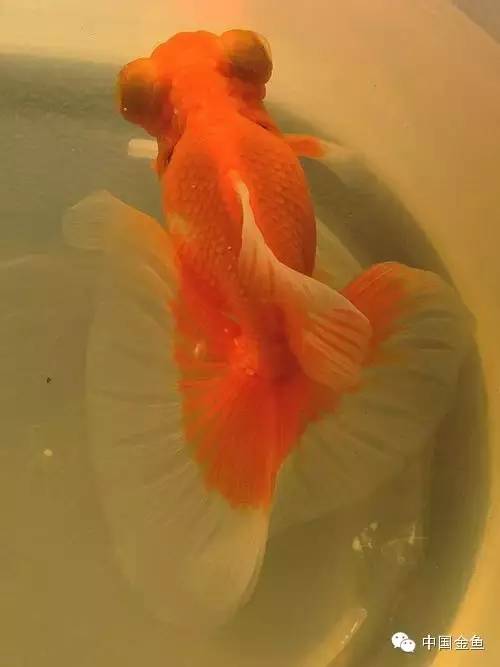 龙眼金鱼和蝶尾金鱼有什么区别,大尾金鱼品种图谱大全