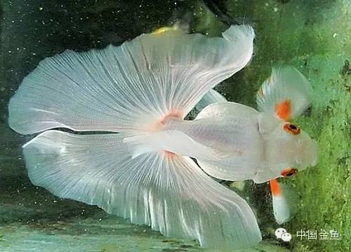 龙眼金鱼和蝶尾金鱼有什么区别,大尾金鱼品种图谱大全