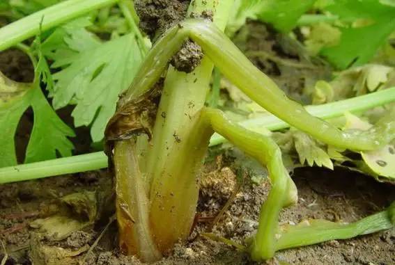 芹菜种植技术和管理方法及病害,芹菜苗期有哪些细菌性病害