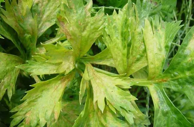 芹菜种植技术和管理方法及病害,芹菜苗期有哪些细菌性病害