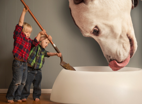 怎么让狗粮变干净,如何制作或挑选一种合适的狗粮