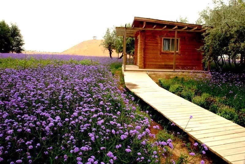 东方普罗旺斯紫色花海,普罗旺斯绚丽花海