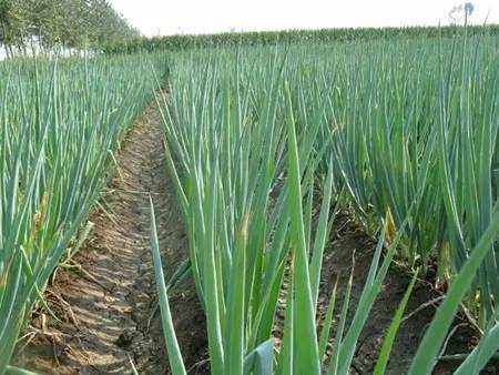 大葱栽培技术视频播放,大葱栽培技术规程