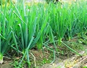 大葱栽培技术视频播放,大葱栽培技术规程