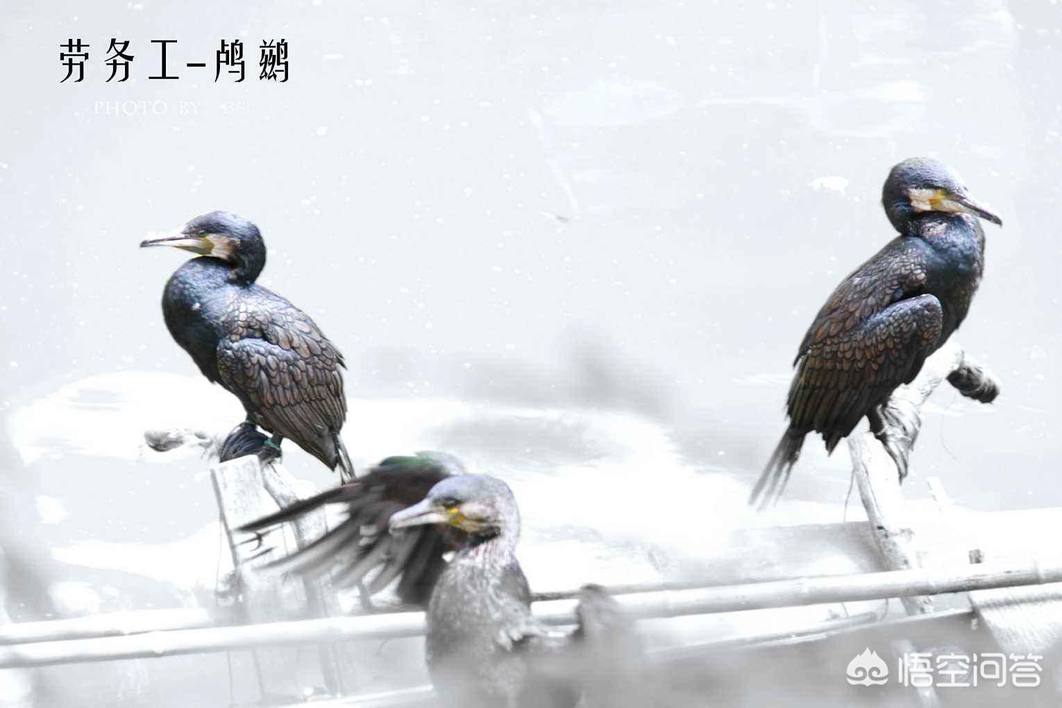 退休后没交满社保又解除劳动合同,退休还差一年解除合同社保怎么办