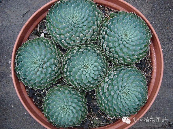 韩国精美多肉,欧美风多肉