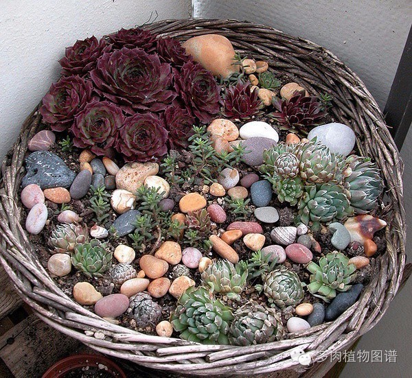 韩国精美多肉,欧美风多肉