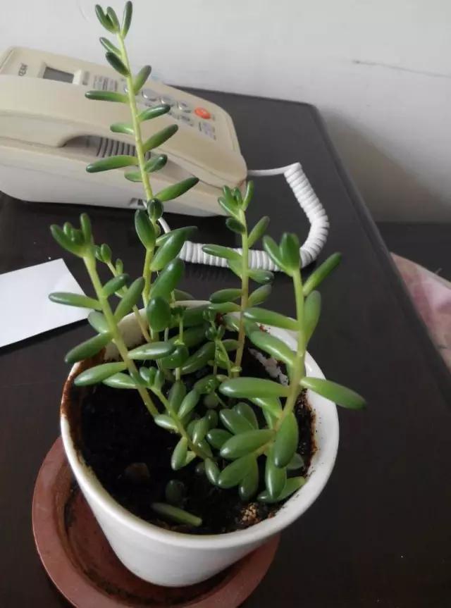 多肉长残了怎么补救,荔湾区多肉