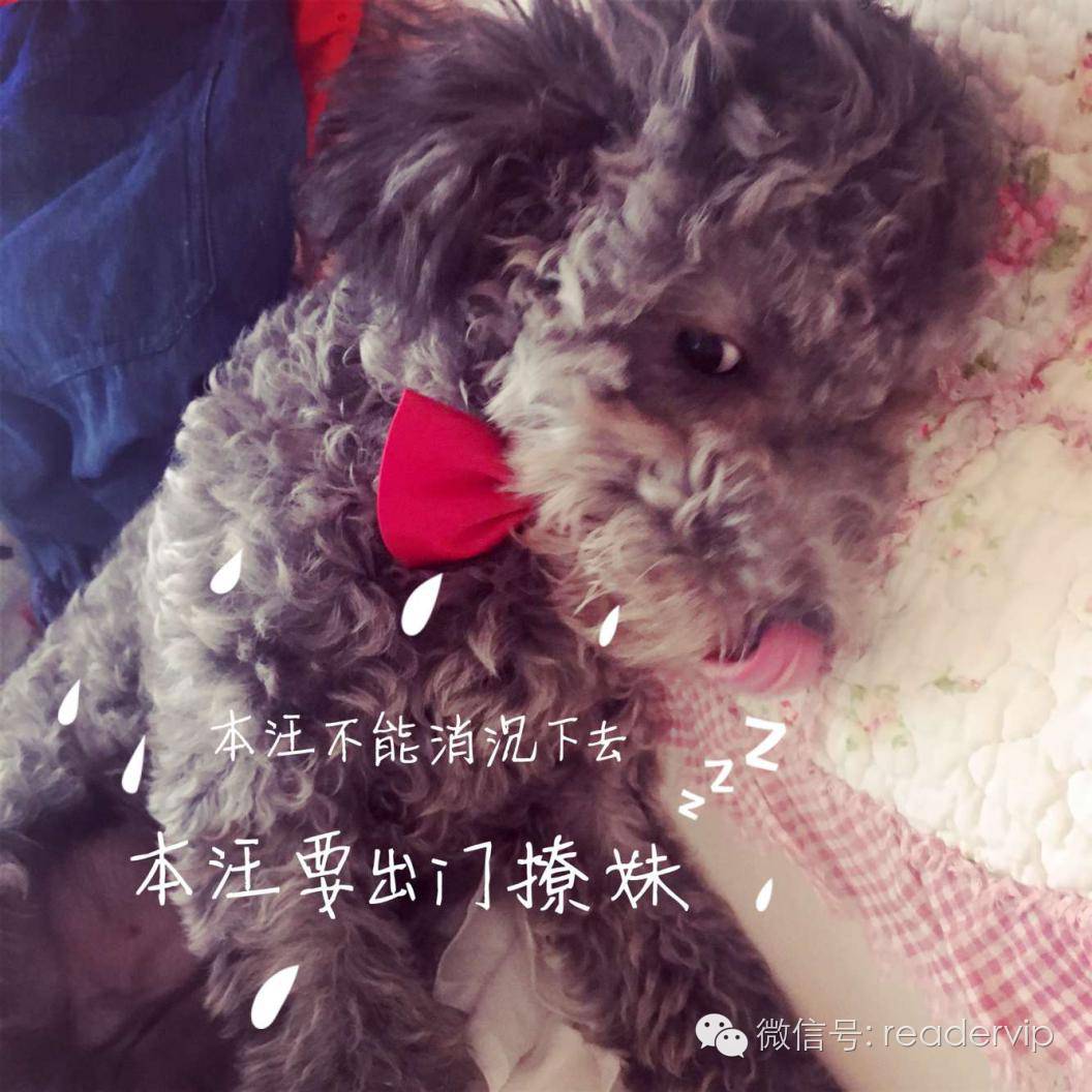 教做狗粮,最安全最健康的狗粮制作方法