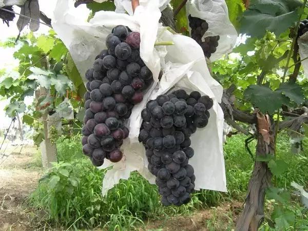 从白手起家到亿万富婆小说,从白手起家到挣一百万