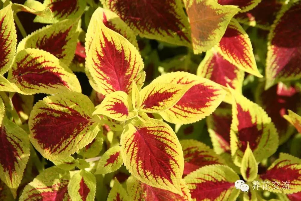 20种一二年生花卉,22种花朵