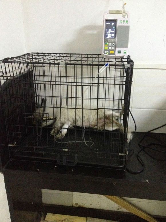 拯救狗狗不被蜜蜂蜇,拯救狗狗原版