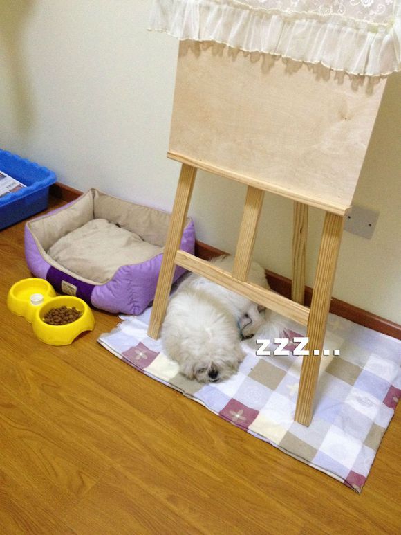 拯救狗狗不被蜜蜂蜇,拯救狗狗原版