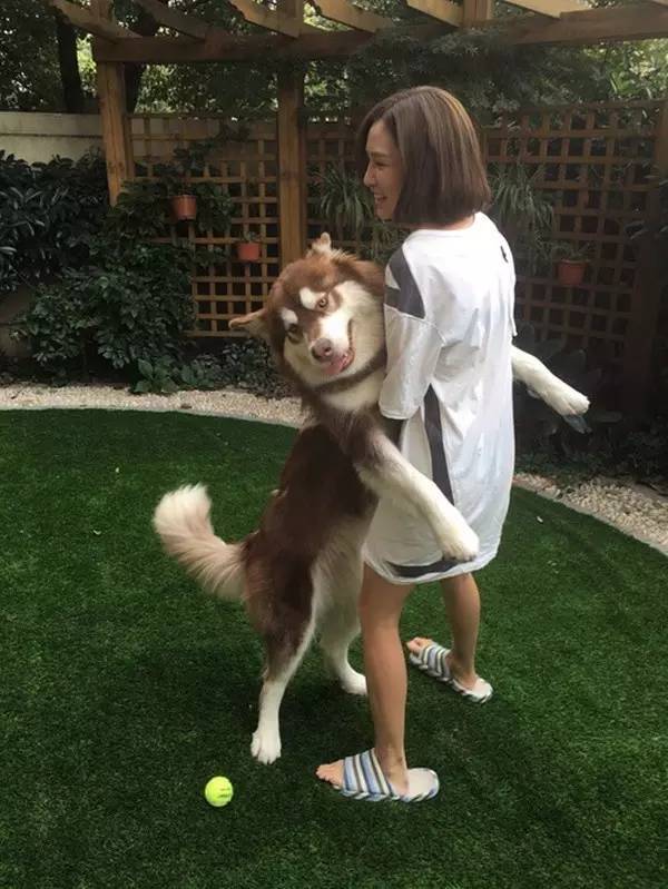 王思聪宠物狗链子,王思聪给爱犬戴项链