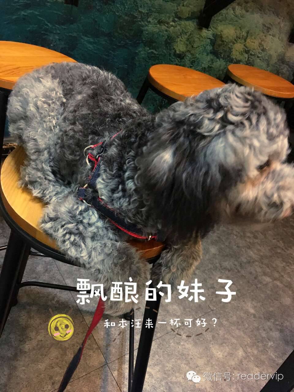 教做狗粮,最安全最健康的狗粮制作方法