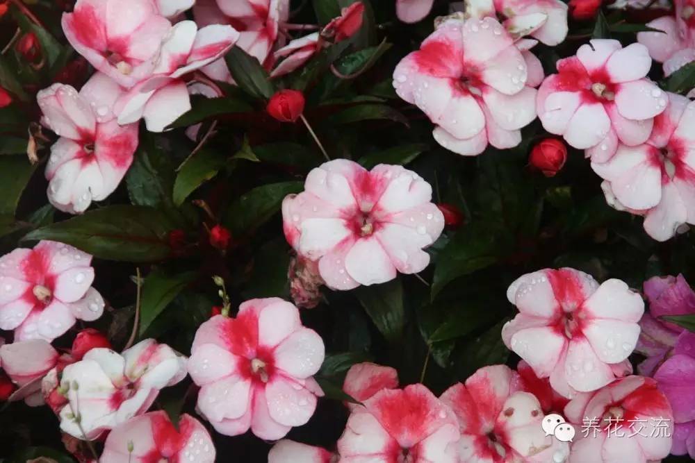 20种一二年生花卉,22种花朵