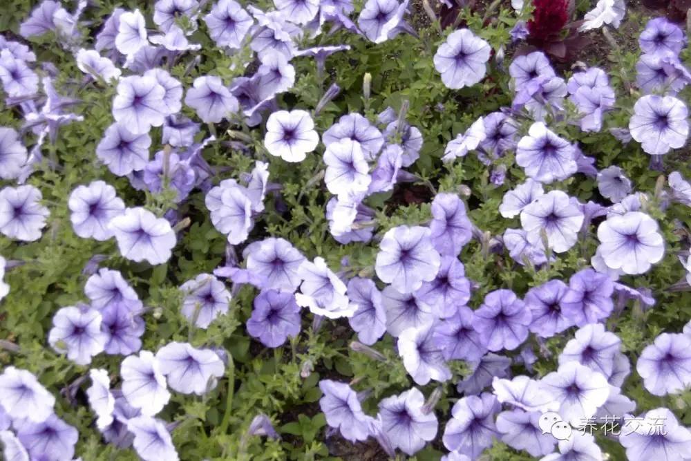 20种一二年生花卉,22种花朵