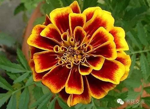 20种一二年生花卉,22种花朵