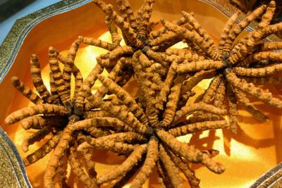 极草是什么,极草多少钱一箱