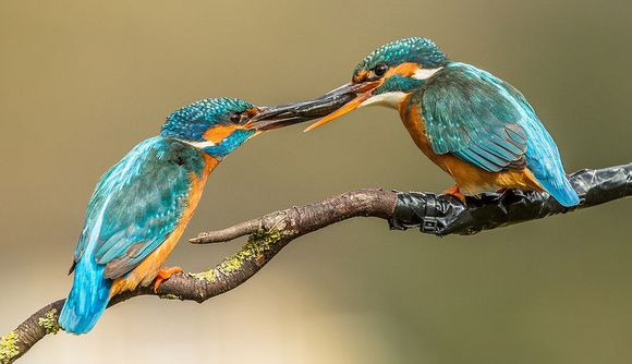 哪些生肖配对能共同进步运势变好,十二生肖中最佳六大生肖婚姻配对