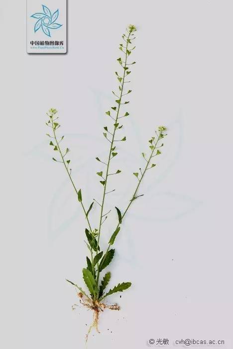 植物果实怎么分类,植物果实的分类