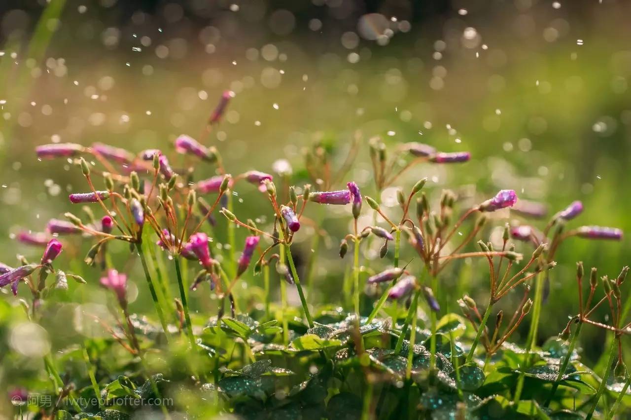 植物果实怎么分类,植物果实的分类