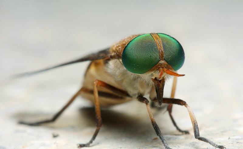 牛虻人畜皆害的吸血虫,牛虻吸血虫
