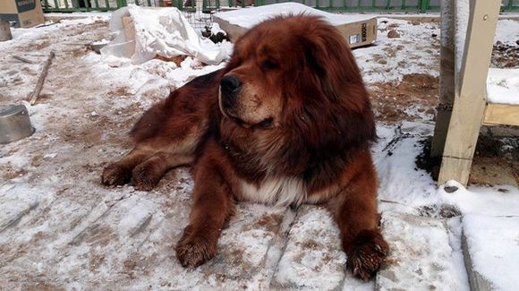 《一万个宠你的方法》爱宠知多少？第十三期：藏獒