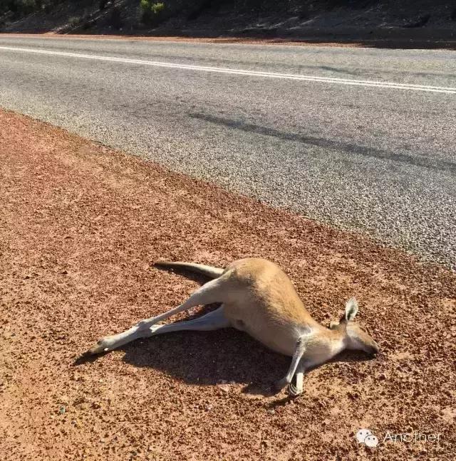 在澳洲租房车贵吗,租房车在澳洲