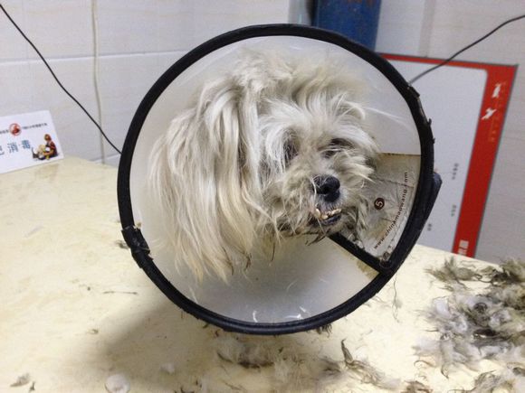 拯救狗狗不被蜜蜂蜇,拯救狗狗原版