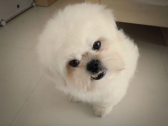 拯救狗狗不被蜜蜂蜇,拯救狗狗原版