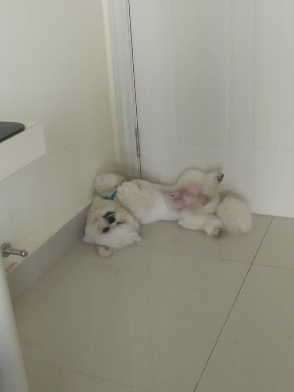 拯救狗狗不被蜜蜂蜇,拯救狗狗原版