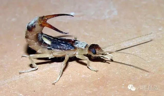 有没有本地人耳朵里钻进了蠼螋,蠼螋俗称耳夹子虫