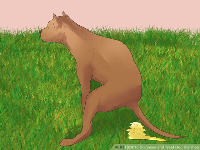 狗狗拉肚子吃什么药见效,家里狗狗拉的屎太臭了怎么办