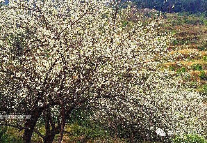 南宁漫山遍野的格桑花盛开,南宁最美小众花海