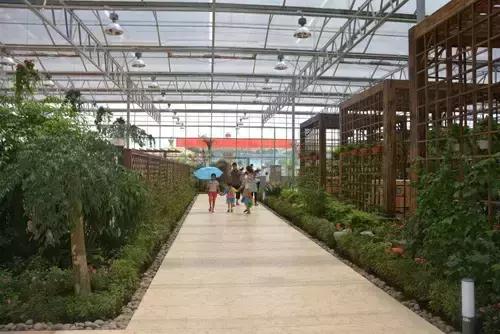 樟木为什么容易变形,樟木发展规划