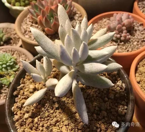 多肉咱们支持国货