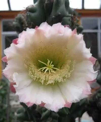 山影拳怎么养出那么怪的模样？教你杜绝病虫和开花