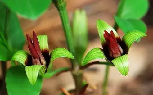 帮宠物抓痒痒,宠物身体缺乏什么会痒痒