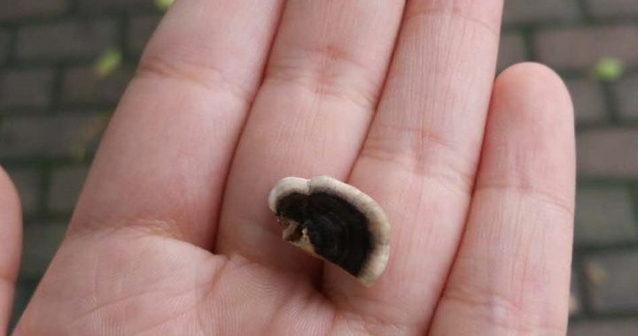 常见的小蘑菇有哪些,常见小蘑菇