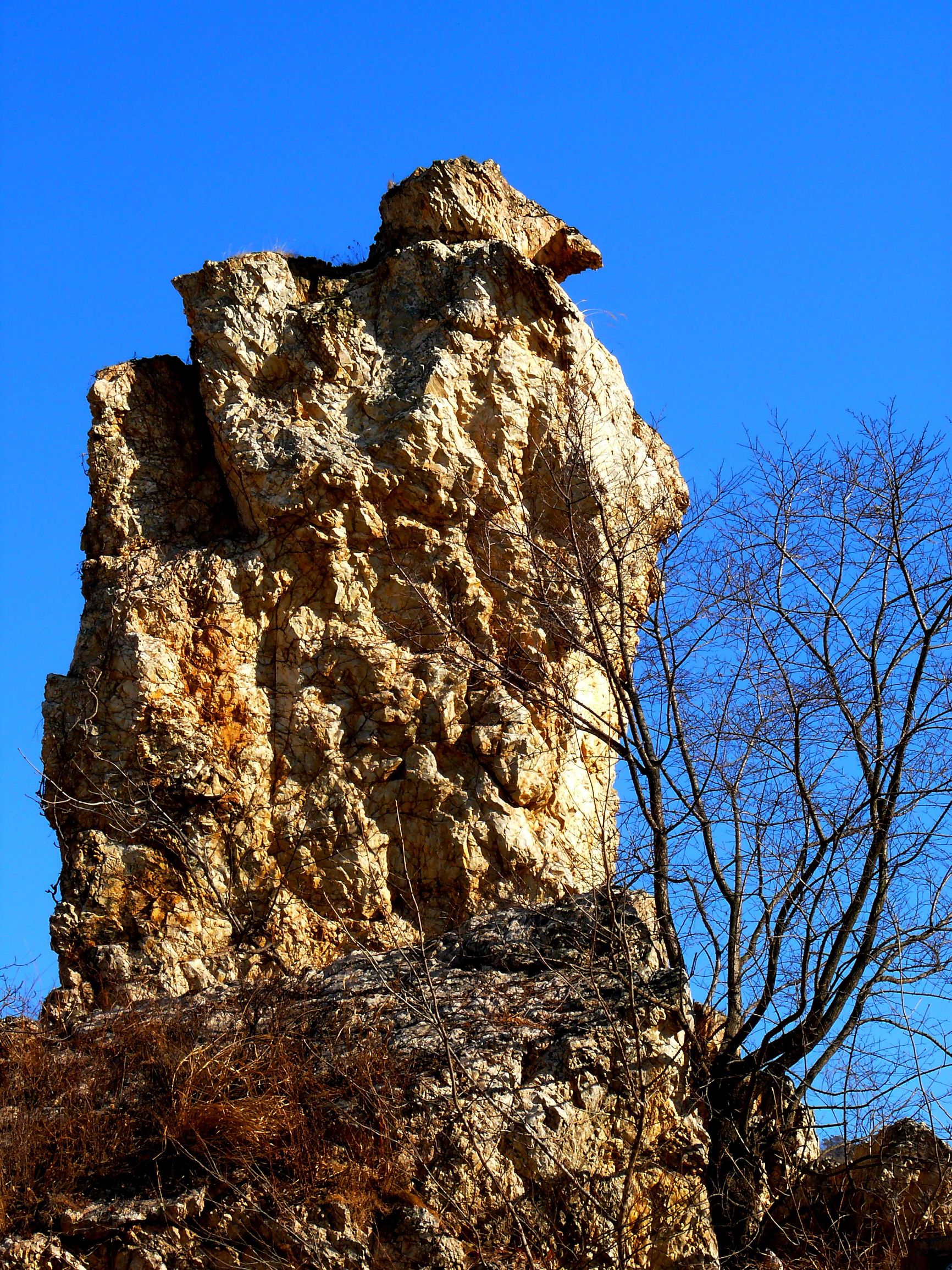 珍稀水源地,大连野生珍稀植物