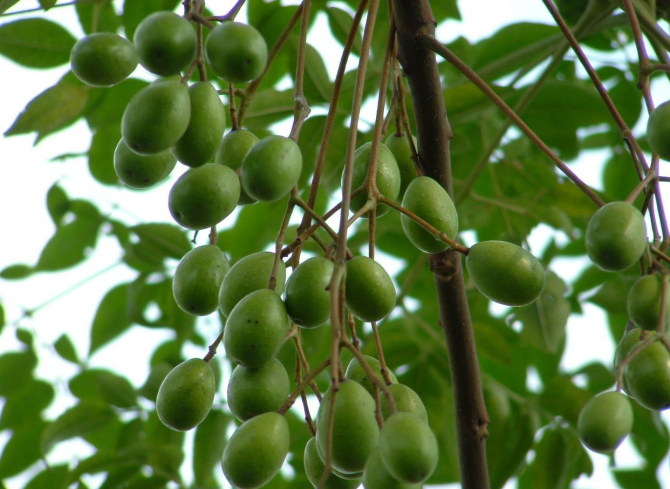 五种树皮治皮肤病,七种树枝熬水治皮肤病是真的吗