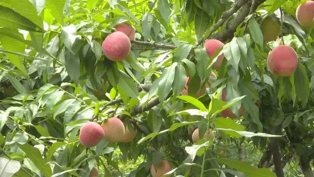 永定区冬桃新鲜采摘等你来,果园现摘冬桃脆甜