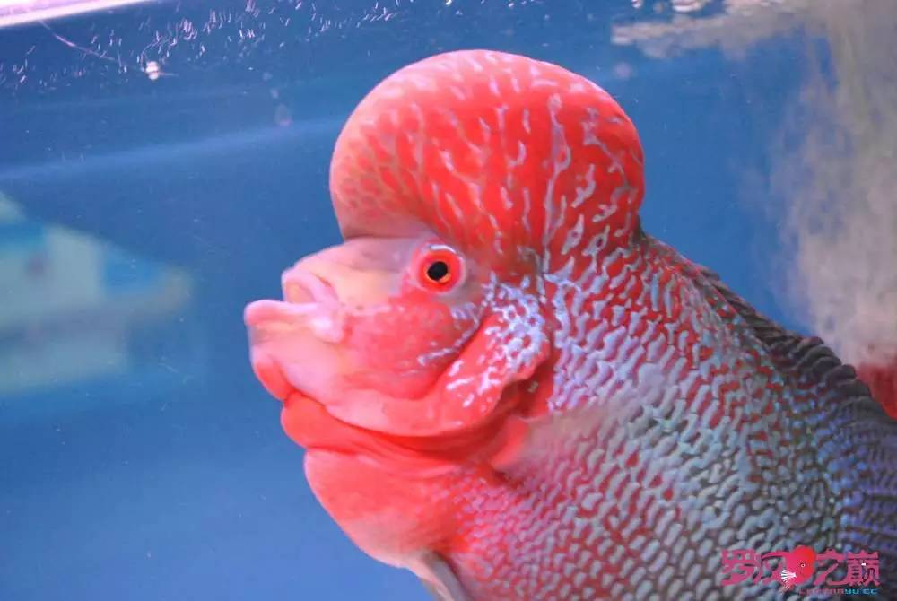 罗汉鱼烧尾用什么药好,罗汉鱼烧尾恢复过程