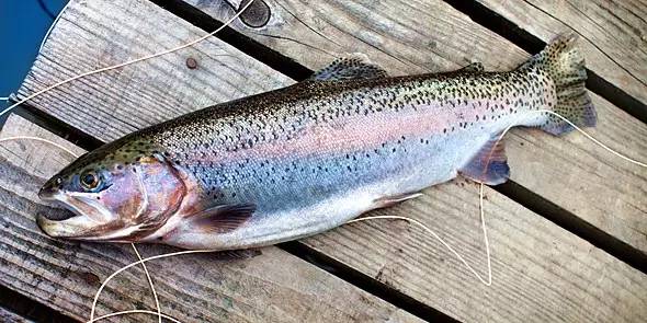 淡水三文鱼和虹鳟鱼的区别,三文鱼和淡水虹鳟的区别