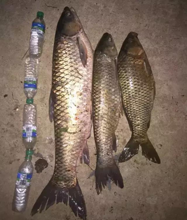 《渔获战报》大青鱼爆连引发的连环事件