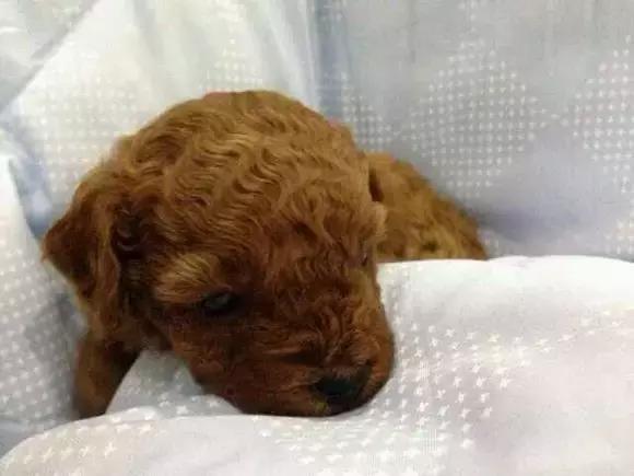 宠物救援机构合肥,宠物救援机构杭州