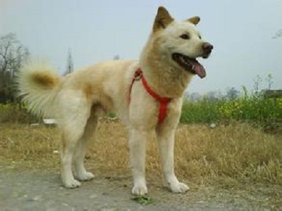 中国本土十大猎犬排行榜,中国本土最原始的猎犬