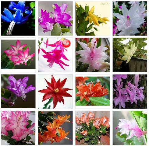 6种方法教你快速识别淘宝假花店（养花者必看）