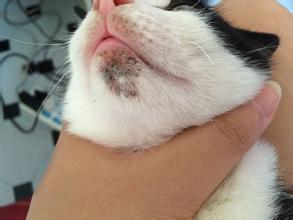 猫咪生病的原因及处理方法,养猫经验分享猫咪生病